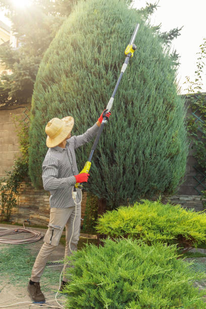 Best Tree Root Removal  in USA